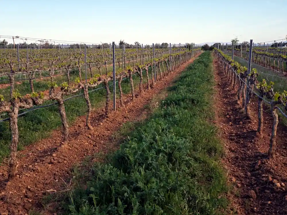 Seguimiento técnico continuo en viñedo para supervisar el estado y evolución del cultivo