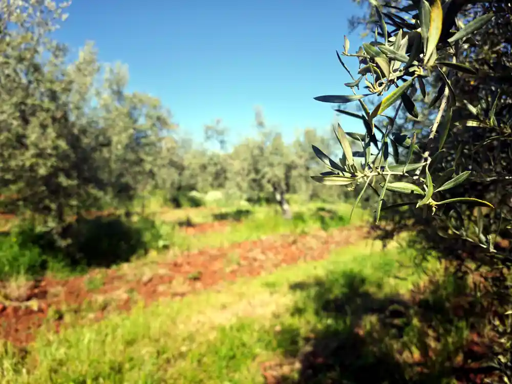 Olivar con equilibrio natural y manejo biológico orientado al biocontrol del cultivo
