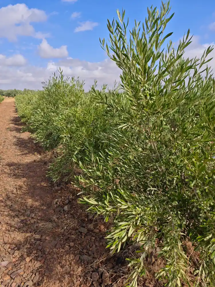 Olivar con manejo técnico orientado al equilibrio del suelo y la rentabilidad agrícola