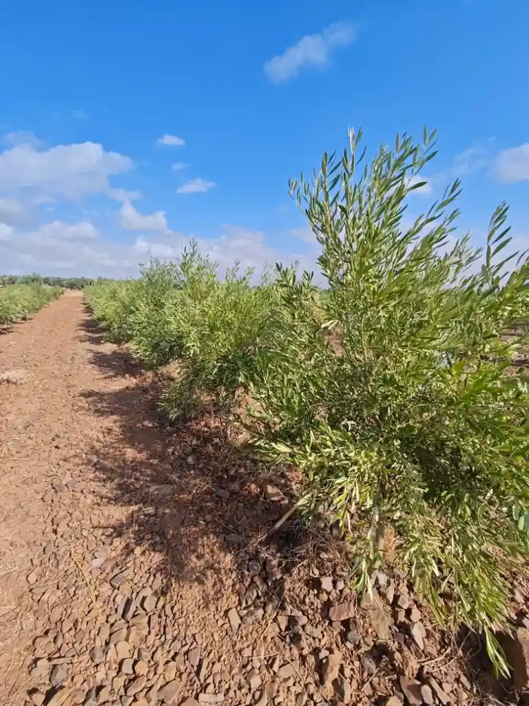 Olivar gestionado con criterio técnico para la selección de insumos agrícolas y mejora del cultivo