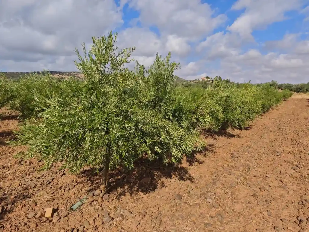Olivar técnico con manejo profesional del cultivo y seguimiento agronómico en campo