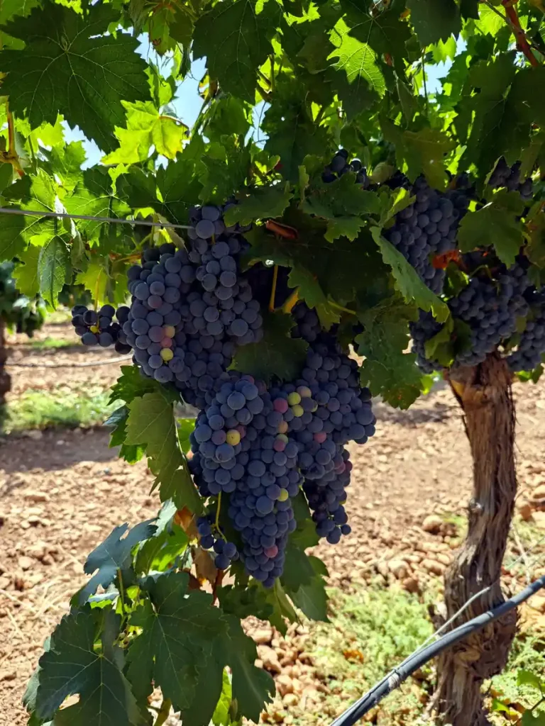 Racimos de uva en viñedo con equilibrio nutricional y buena fertilidad del suelo