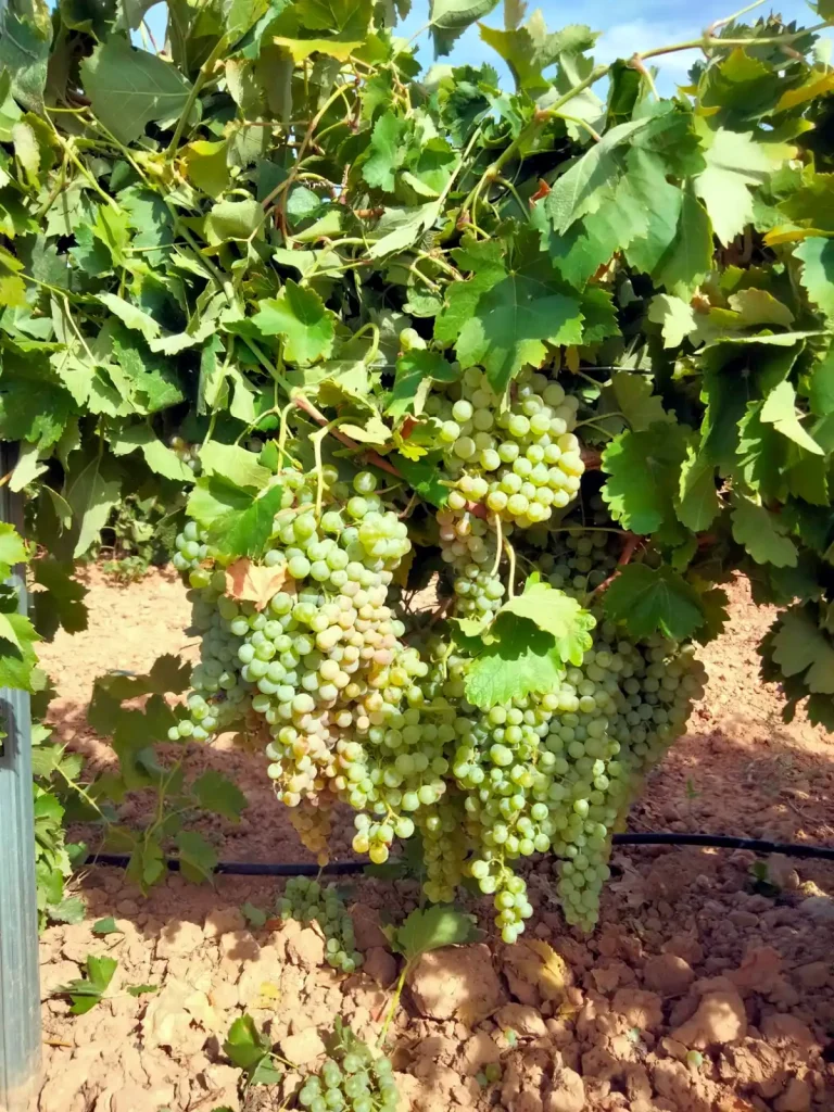 Seguimiento técnico de producción en viñedo para mejorar la rentabilidad del cultivo