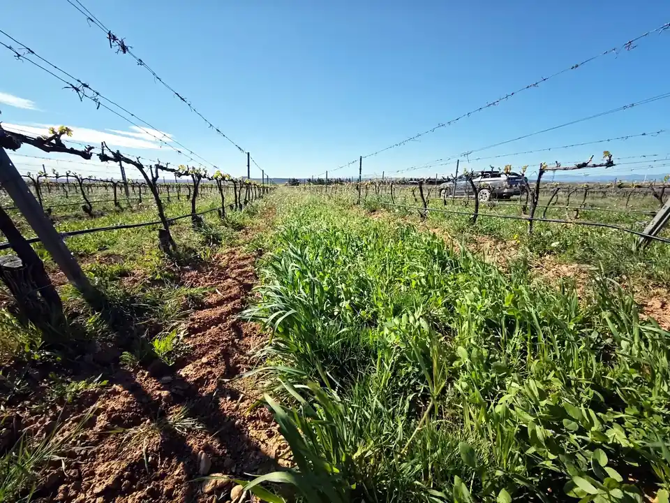 Seguimiento técnico en viñedo para optimizar decisiones agrícolas y mejorar el rendimiento del cultivo
