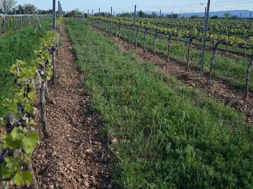 Supervisión técnica del viñedo durante la campaña agrícola con seguimiento continuo del cultivo