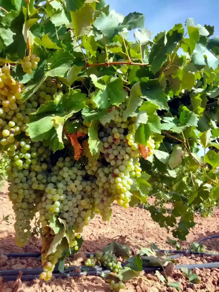 Viñedo equilibrado mediante estrategias de bionutrición y manejo biológico del cultivo