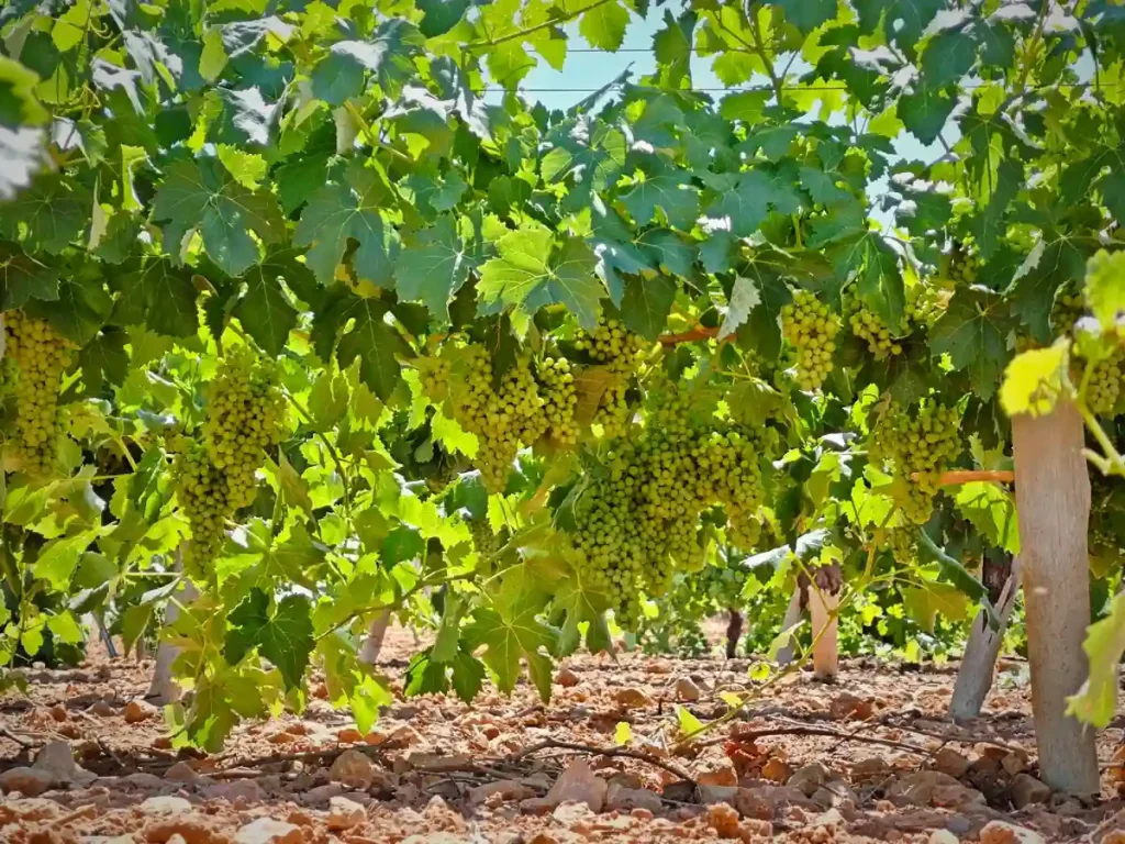 Viñedo en producción con seguimiento técnico agrícola y control agronómico del cultivo