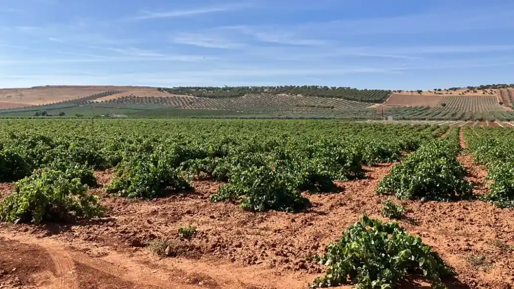 Viñedo gestionado con decisiones técnicas para mejorar la rentabilidad y el rendimiento del cultivo