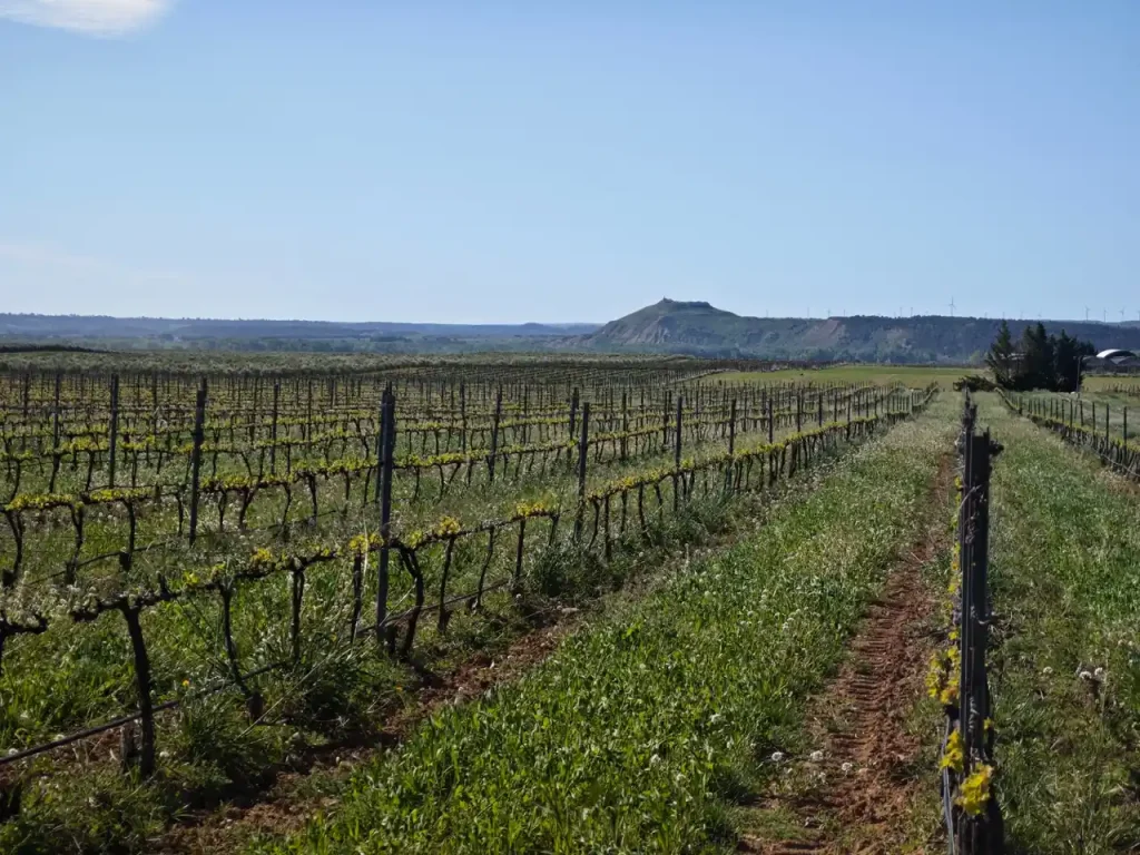 Seguimiento técnico en viñedo para optimizar decisiones agrícolas y mejorar el rendimiento del cultivo